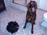 Becky's Fabulous Dog and People Shampoo