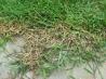Weed Killer at Half the Price of Round Up. Recipe by breezermom