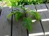 Weed Killer at Half the Price of Round Up. Recipe by breezermom