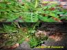 Weed Killer at Half the Price of Round Up
