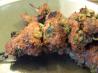 Moroccan Beef Kabobs. Recipe by TasteTester