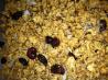 Homemade Granola Without Nuts. Photo by angabre