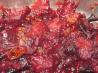 Plum Chutney. Recipe by Tisme
