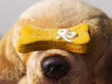 Peanut Butter and Pumpkin Puppy Treats