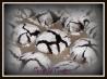 Hershey's Crinkle Cookies