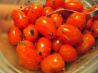Roasted Summer Cherry Tomatoes. Recipe by dicentra