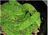 Snow Peas with Sesame Seeds. Recipe by Dancer^