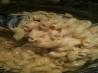 Creamy Mac and Cheese Gluten Free, Dairy Free (Stove-Top Recipe)