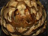 Carciofi Ripieni (Stuffed Artichokes)