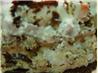 Oreo Ice Cream Cake. Recipe by TammieV