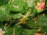 Swiss Basic Salad Dressing