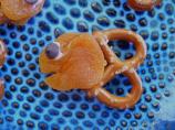 School of Fish-Presented in Technicolor&trade; by -Tasty Dish--