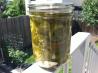 Crunchy Pickled Jalapeno Rings (Made With Pickling Lime). Recipe by xtine