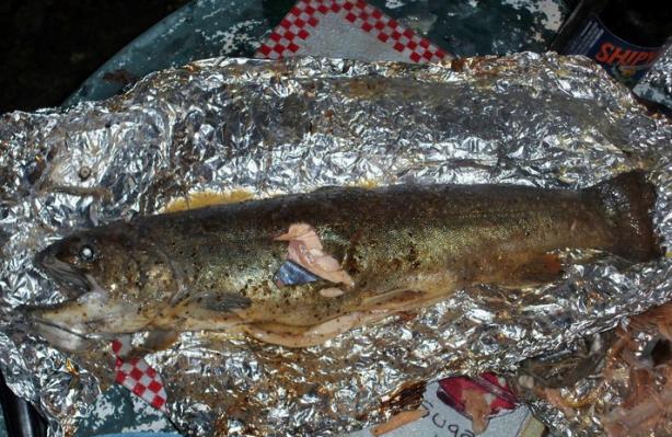 Campfire Whole Rainbow Trout. Photo by TN Hill Cook