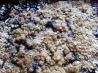 Blueberry Crisp (Df Options). Recipe by GinaJohnson