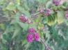 American Beautyberry Jelly With Shiso