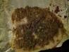Pesto Crusted Tilapia
