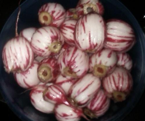 Creepy Radish Eyeballs. Photo by salad savior