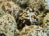 Sweet Cocoa-Flax Truffles. Recipe by WhiskingWings
