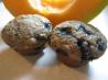 Vegan Blueberry Maple Cupcakes. Recipe by Ravenhood
