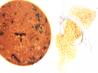 Aarsi&rsquo;s Ultimate Toor Dal/ Split Pigeon Pea Lentils: