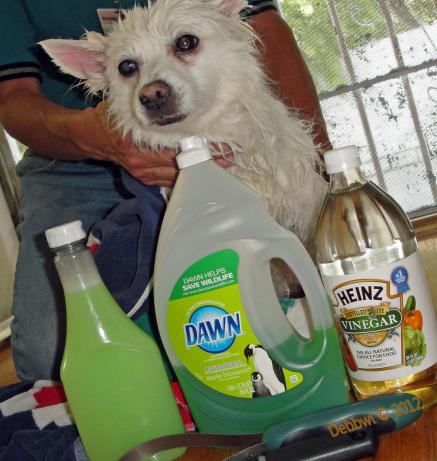Natural Dog Shampoo - Flea Removal. Photo by Debbwl