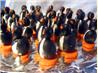 Cream Cheese Penguins
