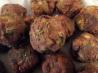 Spicy Deep Fried Gator Balls. Recipe by GingerlyJ