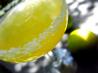 Agave Margarita