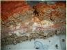 italian stuffed meatloaf. Recipe by chia