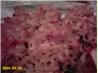 Sweet Noodle Kugel. Recipe by chia