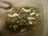 Lemon Cilantro Quinoa