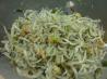 Baby Silver Fish Stir Fry. Recipe by milliwuu