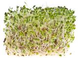 How to Sprout Alfalfa