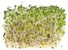 How to Sprout Alfalfa. Photo by Learn How To Sprout