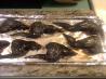Black Bat Wings