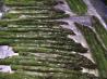 Roasted Asparagus