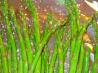 Roasted Asparagus