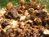 Passover Granola