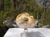 Scones