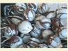 Oreo Balls