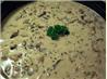 Thick and Creamy New England Clam Chowder