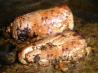 Pork Tenderloin