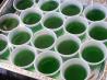 Amaretto Sour Jello Shots
