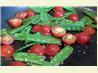 Sugar Snap Peas with Tomatoes and Garlic. Recipe by stacylu