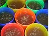 Crock Pot Chicken or Turkey  Stock