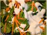 Chunky Blue Cheese Salad Dressing