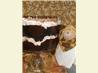 Kahlua Cake