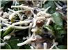 Spinach and Mushroom Casserole