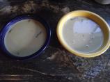 Cream of Asparagus Soup